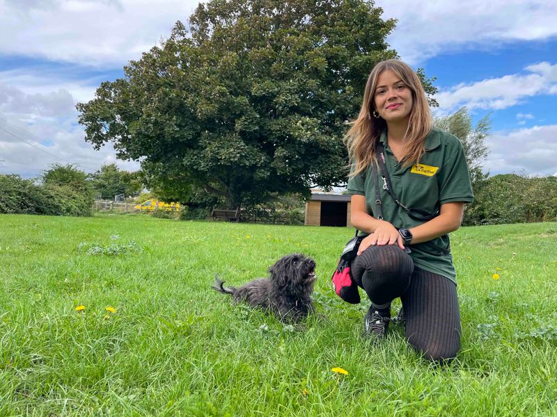 Poodle for adoption in Shoreham by Sea, West Sussex – 11 years old - Image 4 of 10