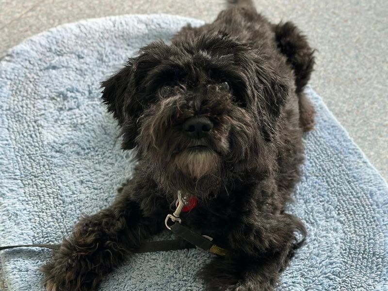 Poodle for adoption in Shoreham by Sea, West Sussex – 11 years old - Image 3 of 10