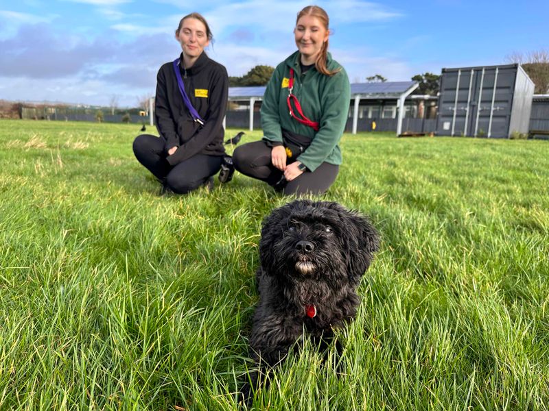 Poodle for adoption in Shoreham by Sea, West Sussex – 11 years old - Image 8 of 10