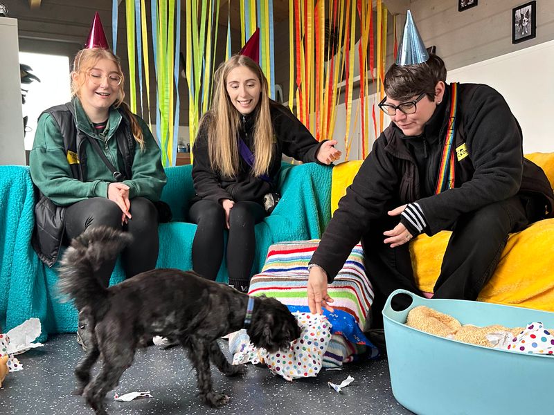 Poodle for adoption in Shoreham by Sea, West Sussex – 11 years old - Image 9 of 10