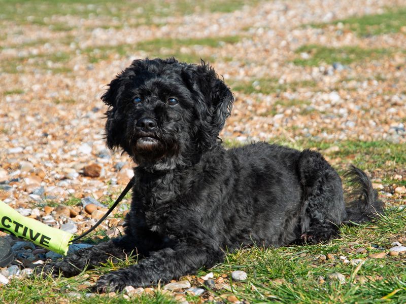 Poodle for adoption in Shoreham by Sea, West Sussex – 11 years old - Image 6 of 10