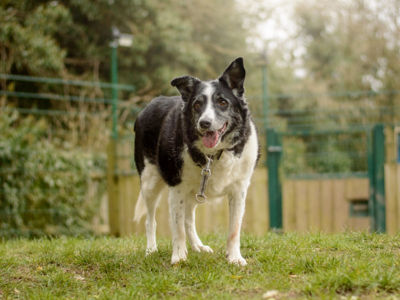 Border Collie for adoption in Kenilworth, Warks – 15 years old - Image 2 of 6