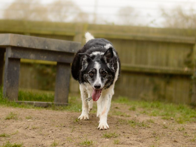 Border Collie for adoption in Kenilworth, Warks – 15 years old - Image 3 of 6