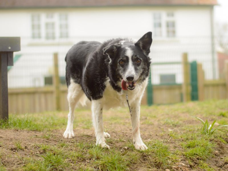 Border Collie for adoption in Kenilworth, Warks – 15 years old - Image 5 of 6