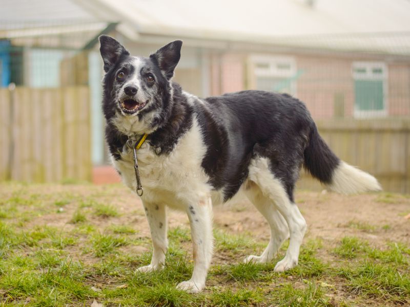 Border Collie for adoption in Kenilworth, Warks – 15 years old - Image 4 of 6