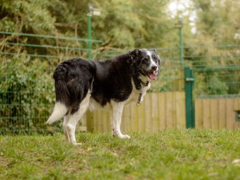 Border Collie for adoption in Kenilworth, Warks – 15 years old - Image 6 of 6