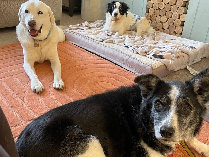 Swift, a 8 years old male Collie available for adoption from Dogs Trust in Kenilworth, Warwickshire