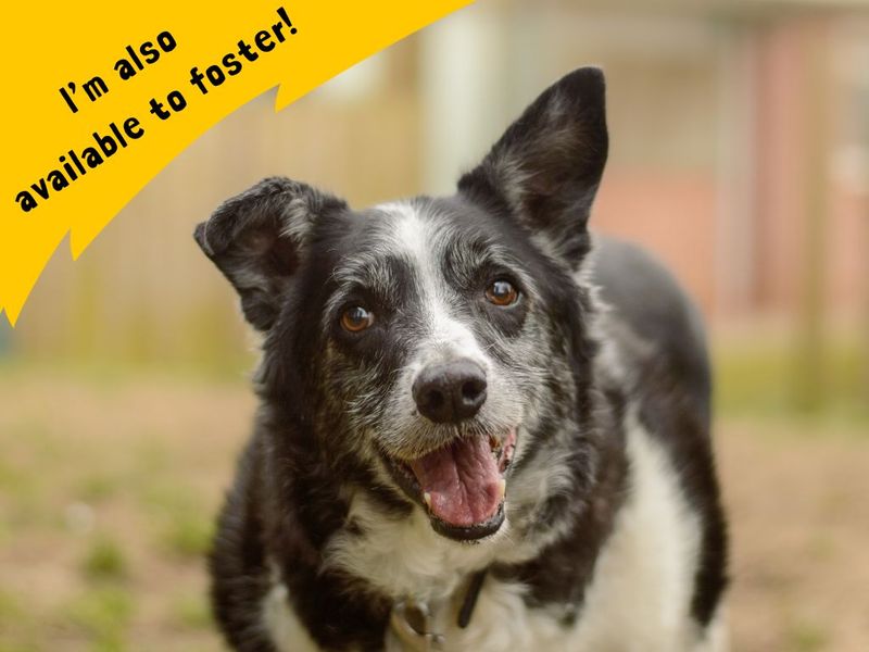 undefined | Collie (Border) | undefined - 3