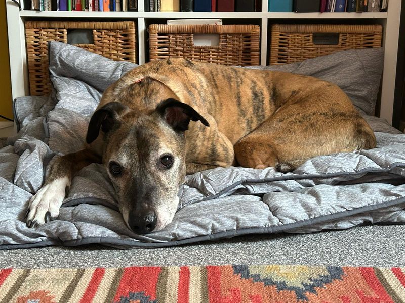 Tiger | Lurcher Cross | Leeds - 1