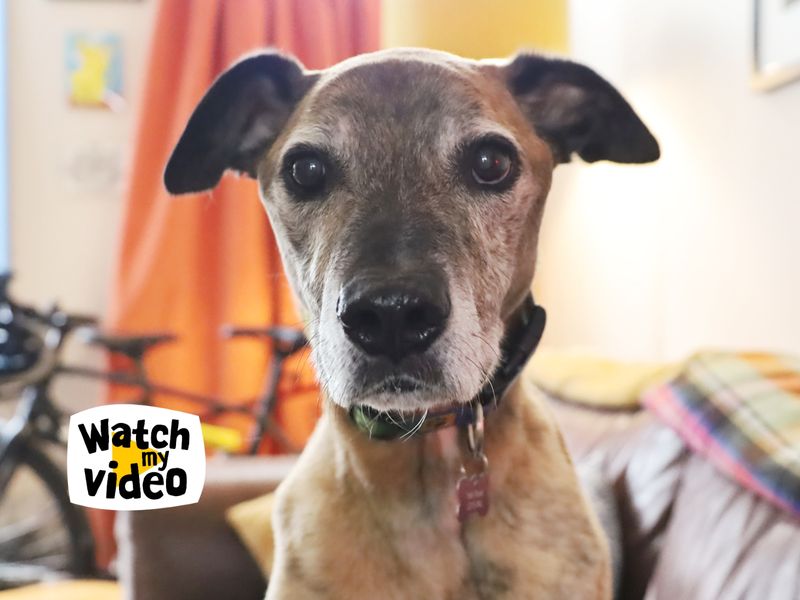 Tiger | Lurcher Cross | Leeds - 1