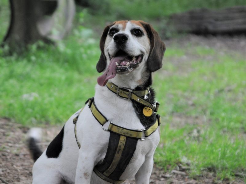 Beagle puppies for sale in Chestfield – 13 years old