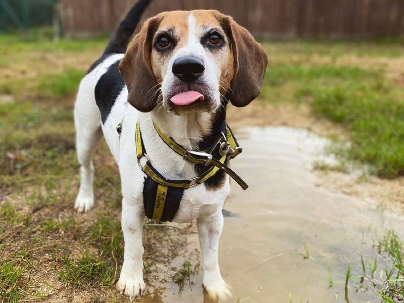 Frank for sale in Chestfield - Image 3