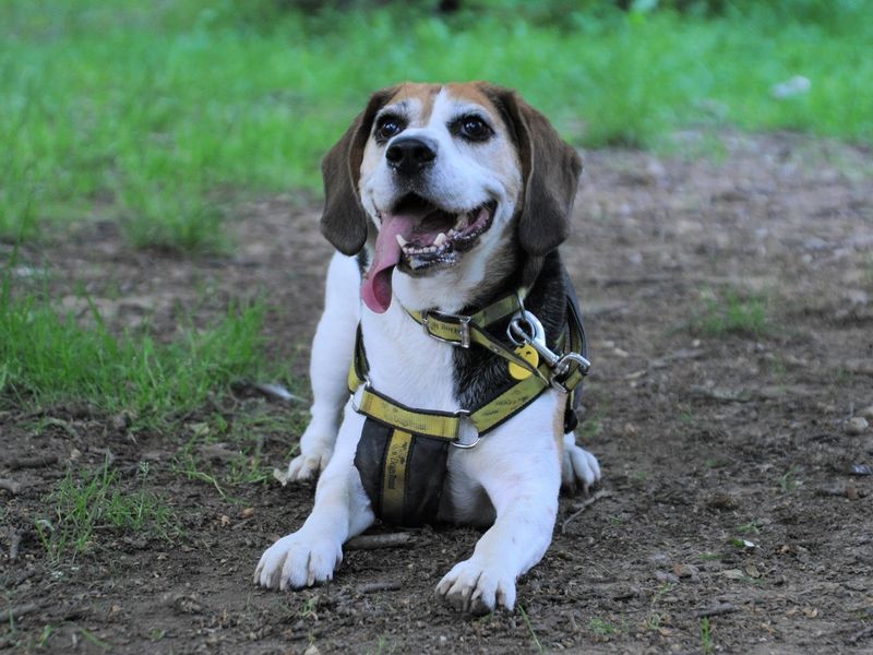 Frank for sale in Chestfield - Image 2