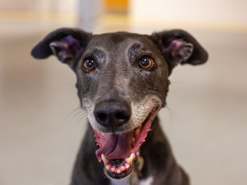 Blue | Lurcher Cross | Manchester - 1