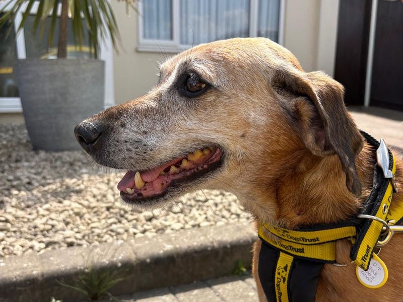 Ruby | Beagle Cross | Basildon (Essex) - 1