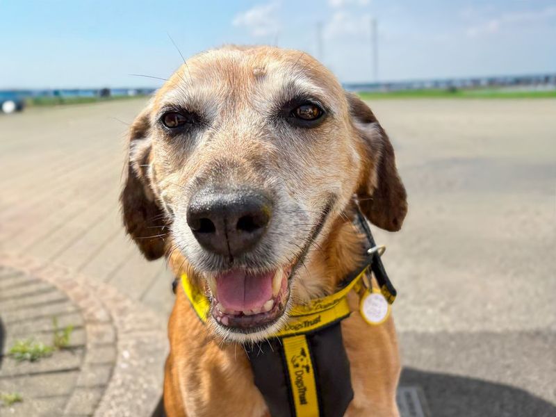 Ruby | Beagle Cross | Basildon (Essex) - 3