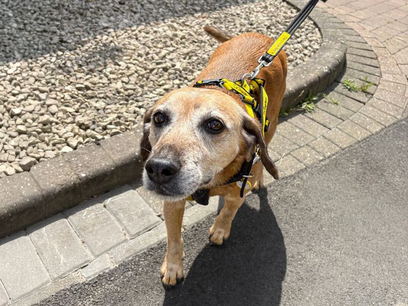 Ruby | Beagle Cross | Basildon (Essex) - 2