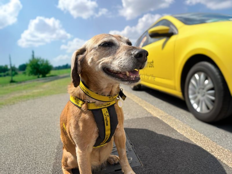 Ruby | Beagle Cross | Basildon (Essex) - 4