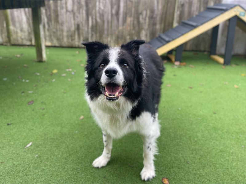 Brodie for sale in Wymeswold, Leicestershire