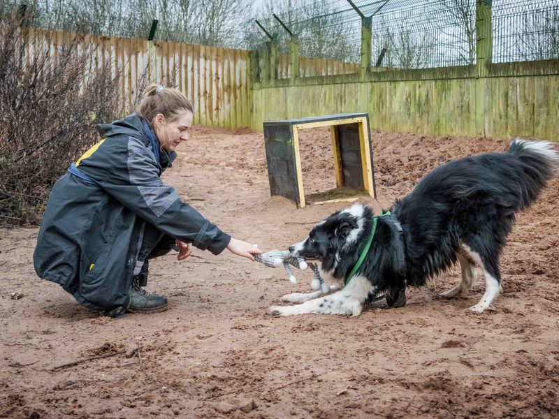 Brodie | Collie (Border) | Loughborough - 1