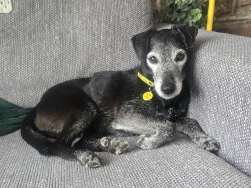 Diesel | Terrier (Patterdale) | Ilfracombe - 1
