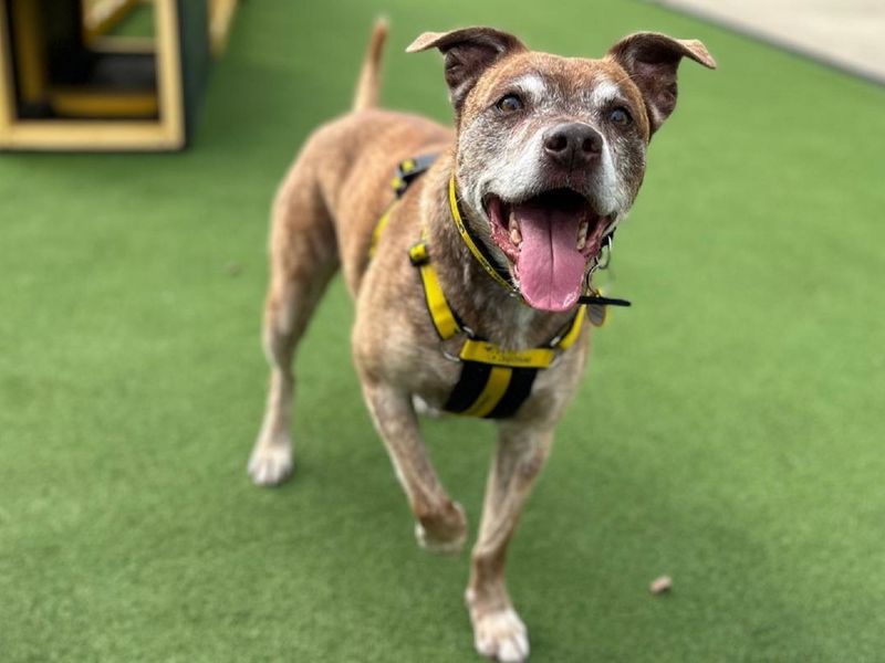 Staffordshire Bull Terrier for adoption in Chestfield, Kent – 11 years old - Image 3 of 6