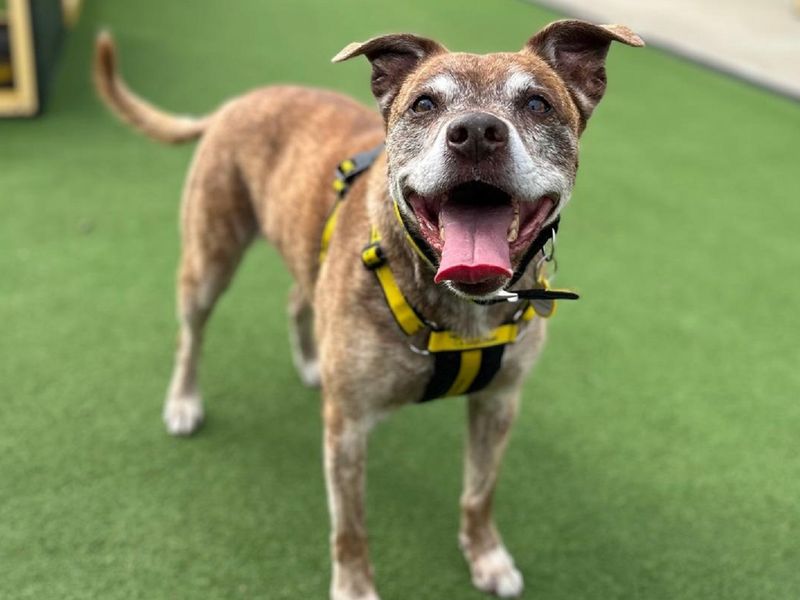 Staffordshire Bull Terrier for adoption in Chestfield, Kent – 11 years old - Image 4 of 6