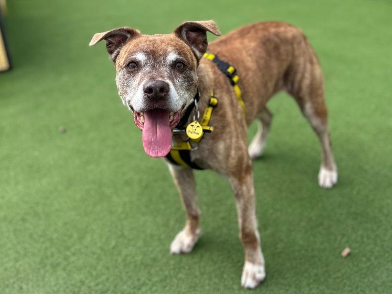 Staffordshire Bull Terrier for adoption in Chestfield, Kent – 11 years old - Image 5 of 6