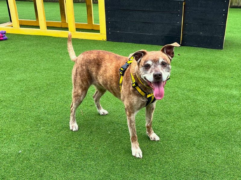 Staffordshire Bull Terrier for adoption in Chestfield, Kent – 11 years old - Image 2 of 6