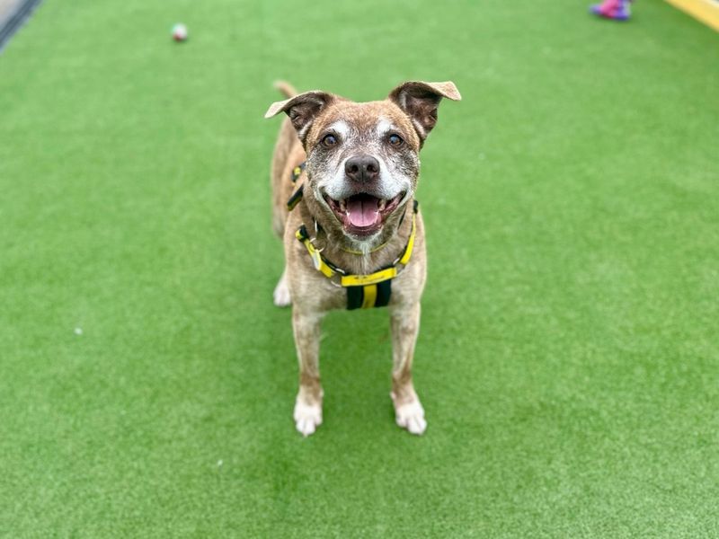 Staffordshire Bull Terrier for adoption in Chestfield, Kent – 11 years old - Image 6 of 6