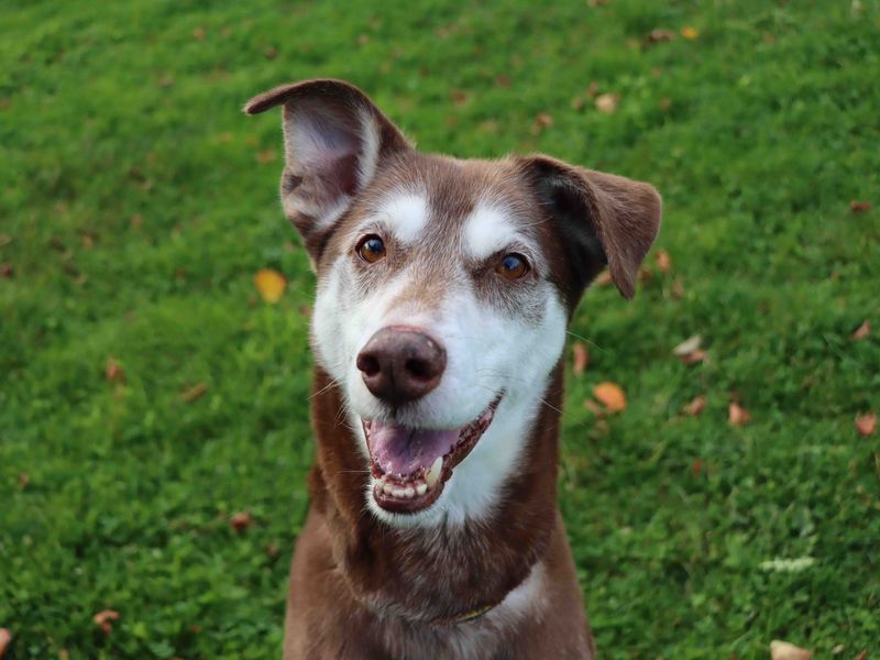 undefined | Lurcher Cross | undefined - 1