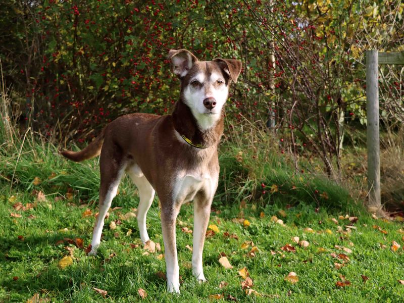 undefined | Lurcher Cross | undefined - 2