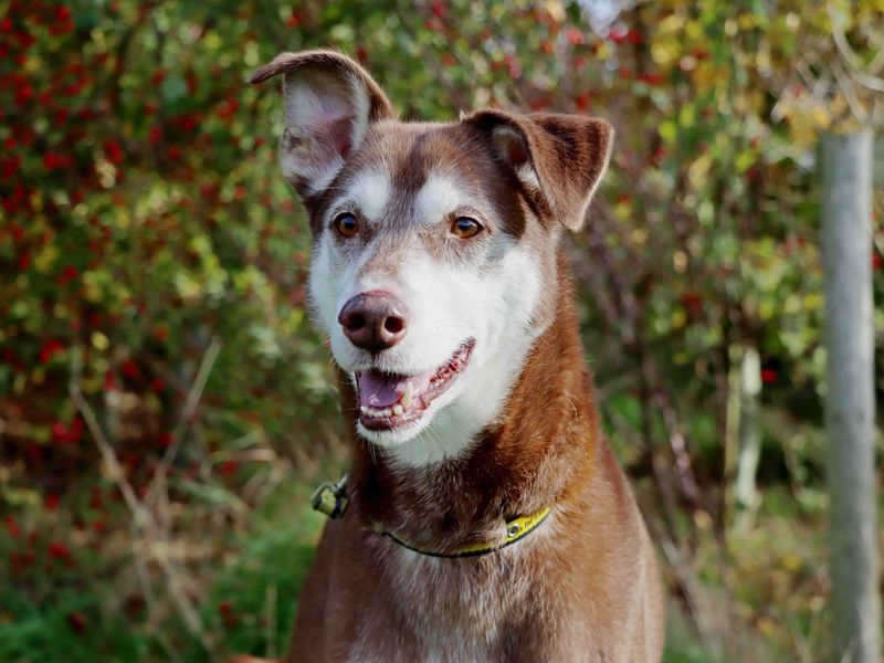 undefined | Lurcher Cross | undefined - 4
