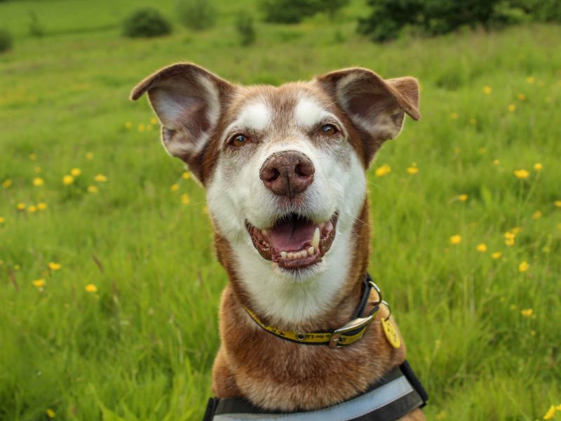 Amigo | Lurcher Cross | Darlington - 2