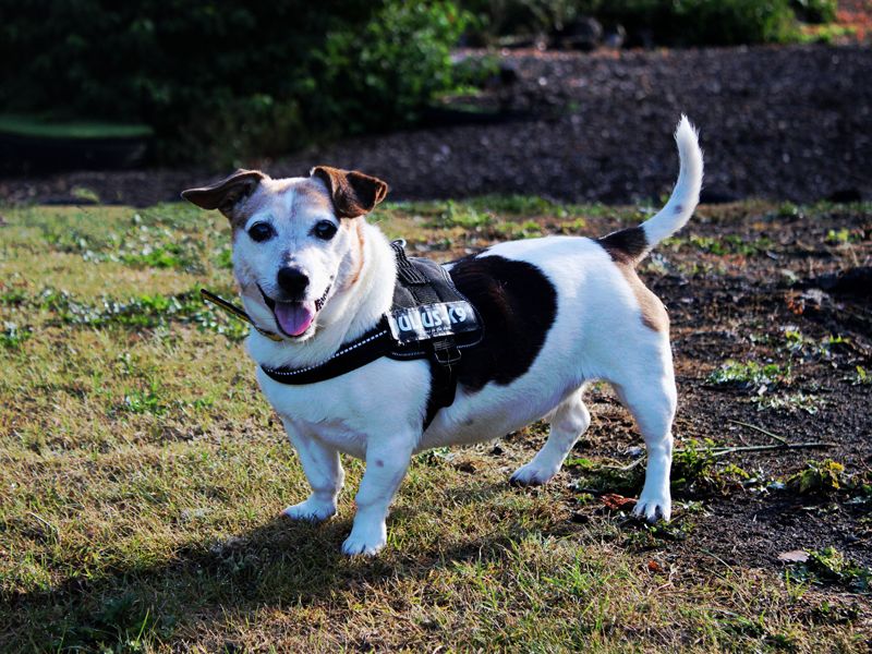 Patsy | Terrier (Jack Russell) | Merseyside (Liverpool) - 3