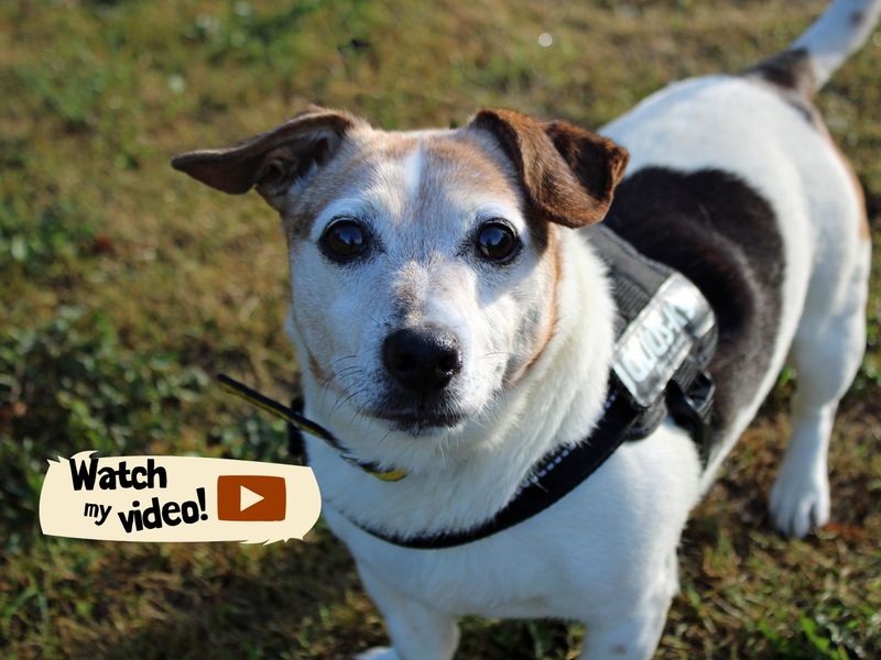 Patsy | Terrier (Jack Russell) | Merseyside (Liverpool) - 1