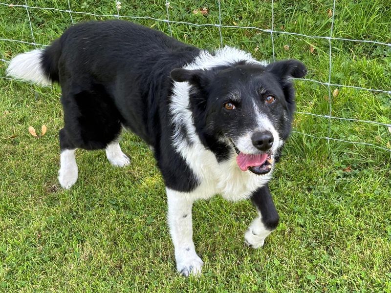 Border Collie for adoption in Shoreham by Sea, West Sussex – 12 years old - Image 2 of 3