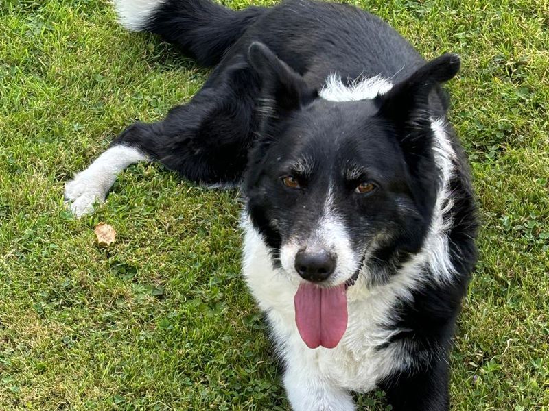 Border Collie for adoption in Shoreham by Sea, West Sussex – 12 years old - Image 3 of 3