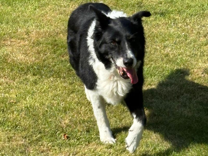 Border Collie for adoption in Shoreham by Sea, West Sussex – 12 years old - Image 1 of 3