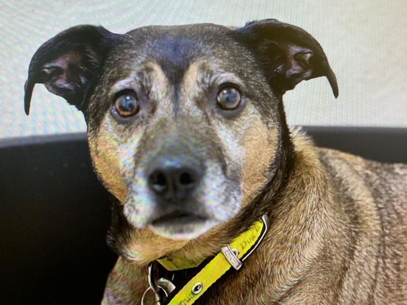 Lilly, a 8 years old female Crossbreed available for adoption from Dogs Trust in Salisbury, Wiltshire