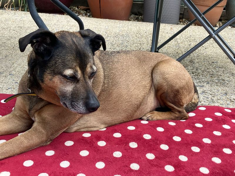 Lilly | Crossbreed | Salisbury (Wiltshire) - 1