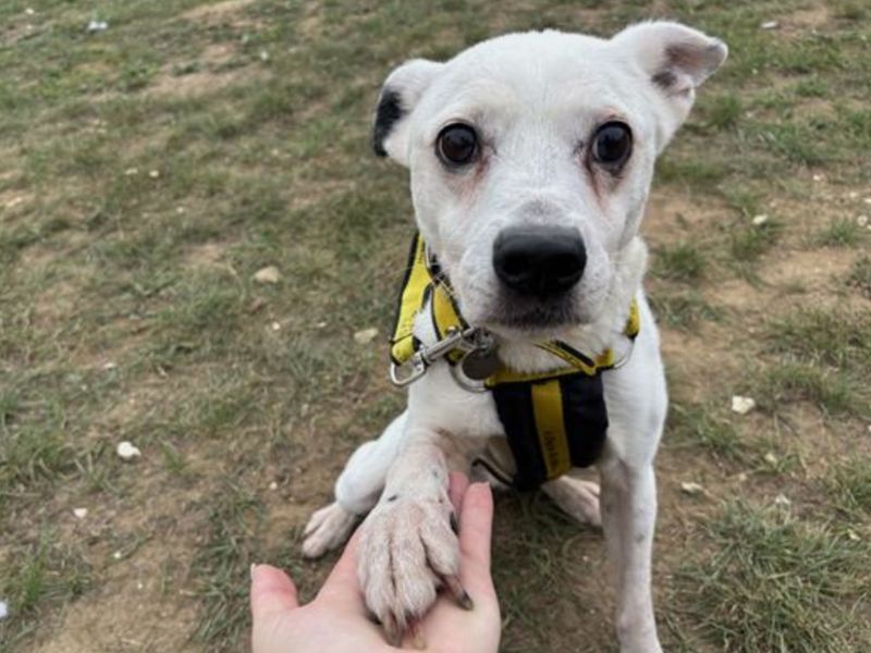 Patch | Terrier (Staffordshire Bull) Cross | Snetterton (Norfolk) - 1