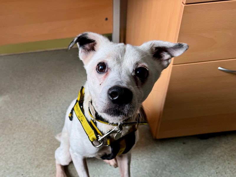 Staffordshire Bull Terrier for adoption in Snetterton, Norfolk – 11 years old - Image 2 of 3