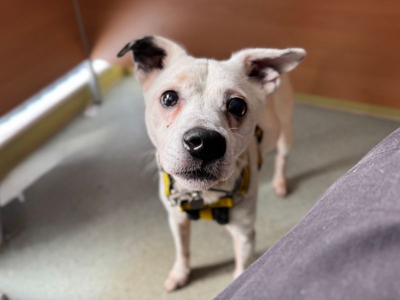 Staffordshire Bull Terrier for adoption in Snetterton, Norfolk – 11 years old - Image 3 of 3