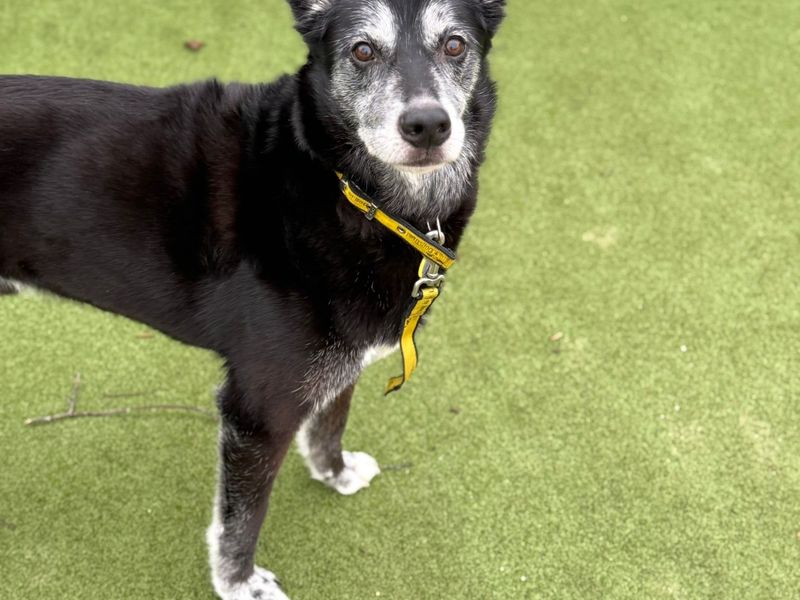 Eddie, a 8 years old male Crossbreed available for adoption from Dogs Trust in Shoreham, West Sussex