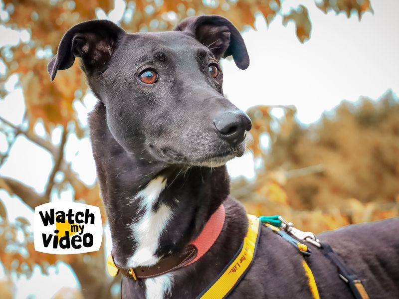 Domino | Lurcher Cross | Leeds - 1