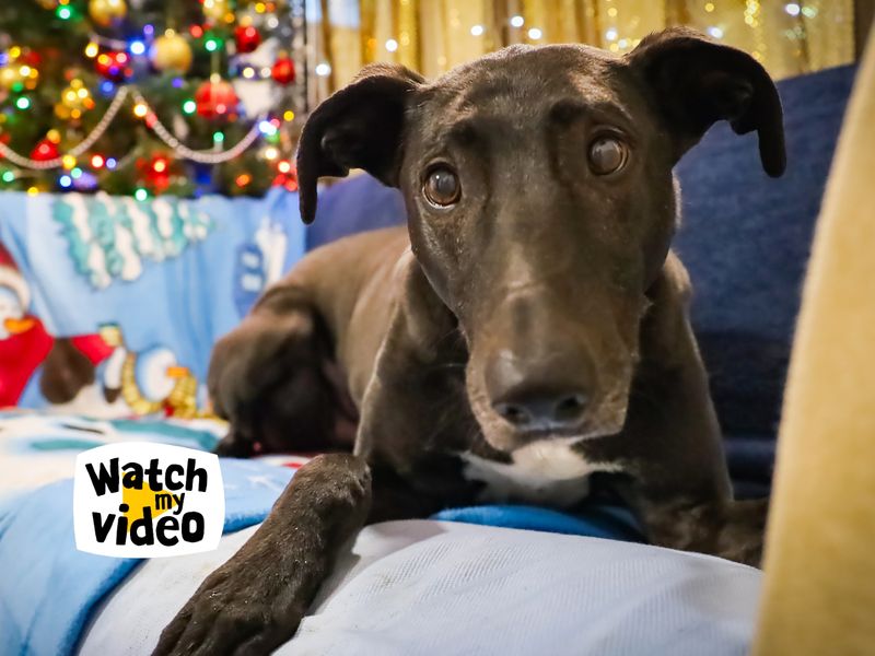 Domino | Lurcher Cross | Leeds - 1