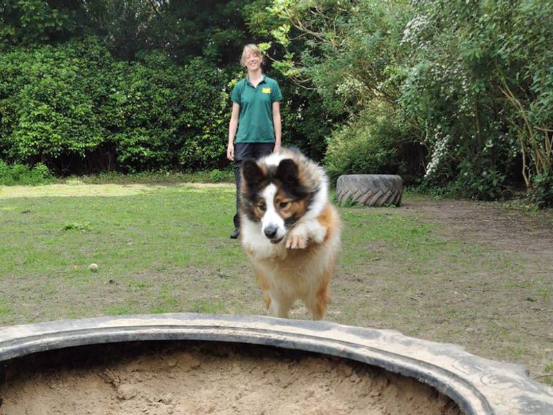 Border Collie for adoption in Liverpool, Merseyside – 9 years old