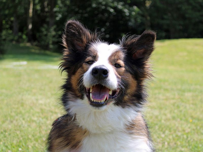 Border Collie for adoption in Liverpool, Merseyside – 9 years old - Image 5 of 5