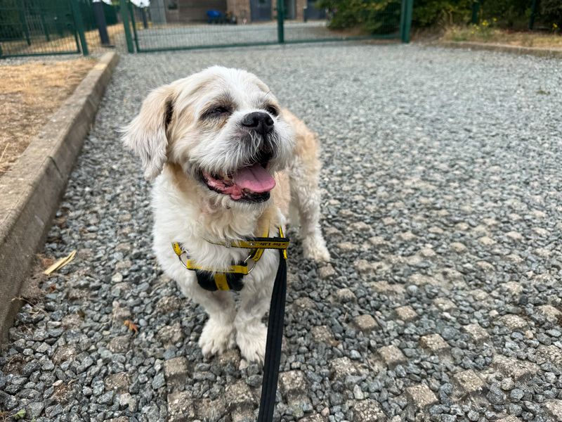 Moose | Shih Tzu Cross | Basildon (Essex) - 3